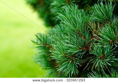 Christmas Tree Background Close Up Horizontal