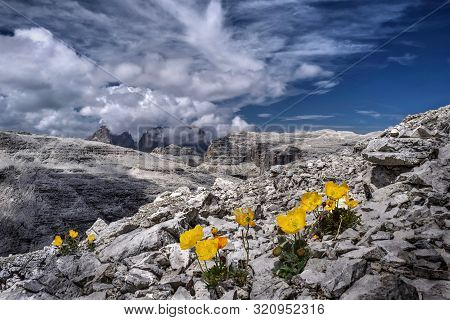 Yellow Poppy Flowers On Rocks With The View Of Sassolungo In Dolomites In Distance. Summer Day Hikin