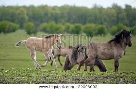 Gruppo di cavalli konik nella pioggia