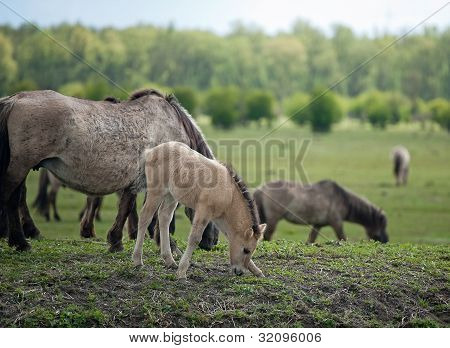 Konik cavalli al pascolo in natura
