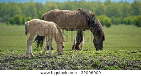 Konik cavalli al pascolo in primavera