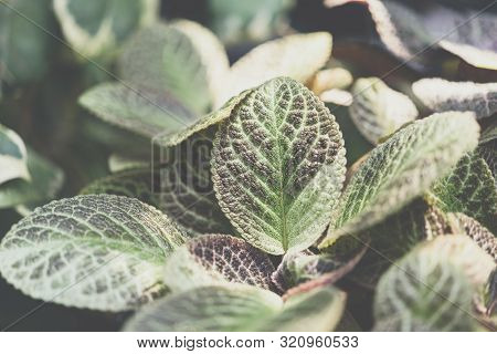 Episcia Cupreata (flame Violet, Carpet Plant)