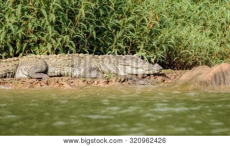 Mugger Crocodile, Crocodylus Palustris, In The Sun,mahanadi River Bank Inside Satkosia Tiger Reserve
