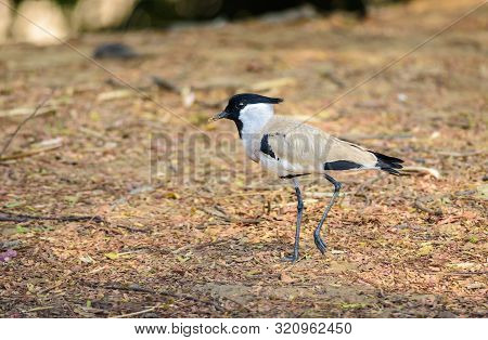 Medium Sized Bird, River Lapwing. Vanellus Duvaucelii, Feeding On Ground, Copy Space