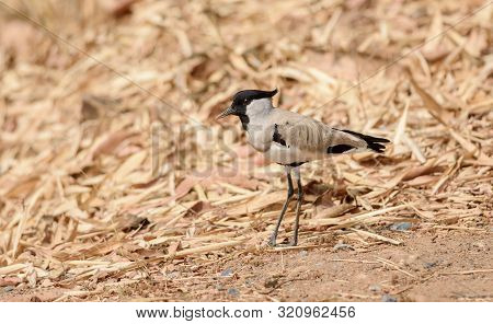 Medium Sized Bird, River Lapwing. Vanellus Duvaucelii, Feeding On Ground, Copy Space