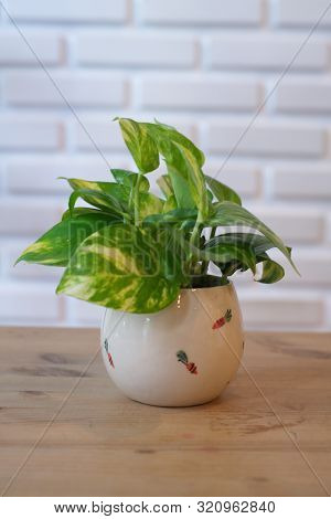The Pothos With A Natural Light In The Morning Summer Day.