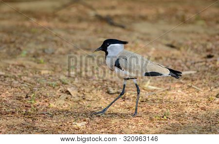 Medium Sized Bird, River Lapwing. Vanellus Duvaucelii, Feeding On Ground, Copy Space