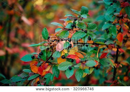 Berry On Cotoneaster Branch On Fall Bokeh Background. Bearberry Shrub With Autumn Leaves Close-up. F