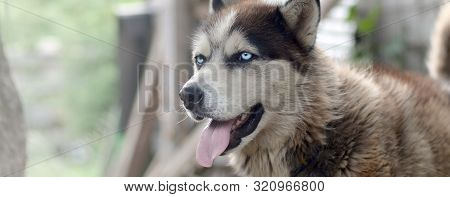 Arctic Malamute With Blue Eyes Muzzle Portrait Close Up. This Is A Fairly Large Dog Native Type