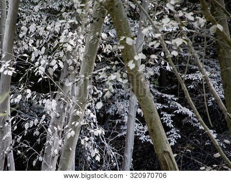 nature pollution from copper mine at lake Geamana, Romania