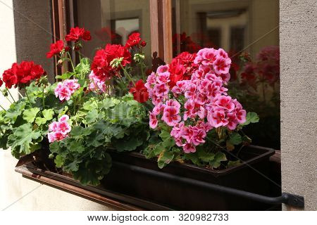Beautiful Bright Geranium Blooms On The Windowsill