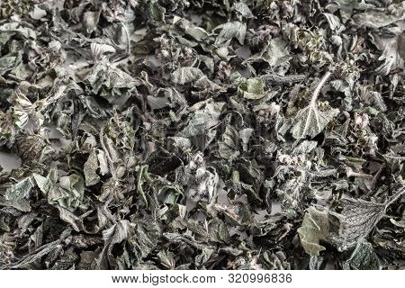 Motherwort - A Medicinal Plant With A Calming Effect