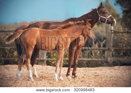 A Red-haired, Unsaddled Horse, Clad In A Halter, Walks With His Red-haired Little Colt In The Paddoc