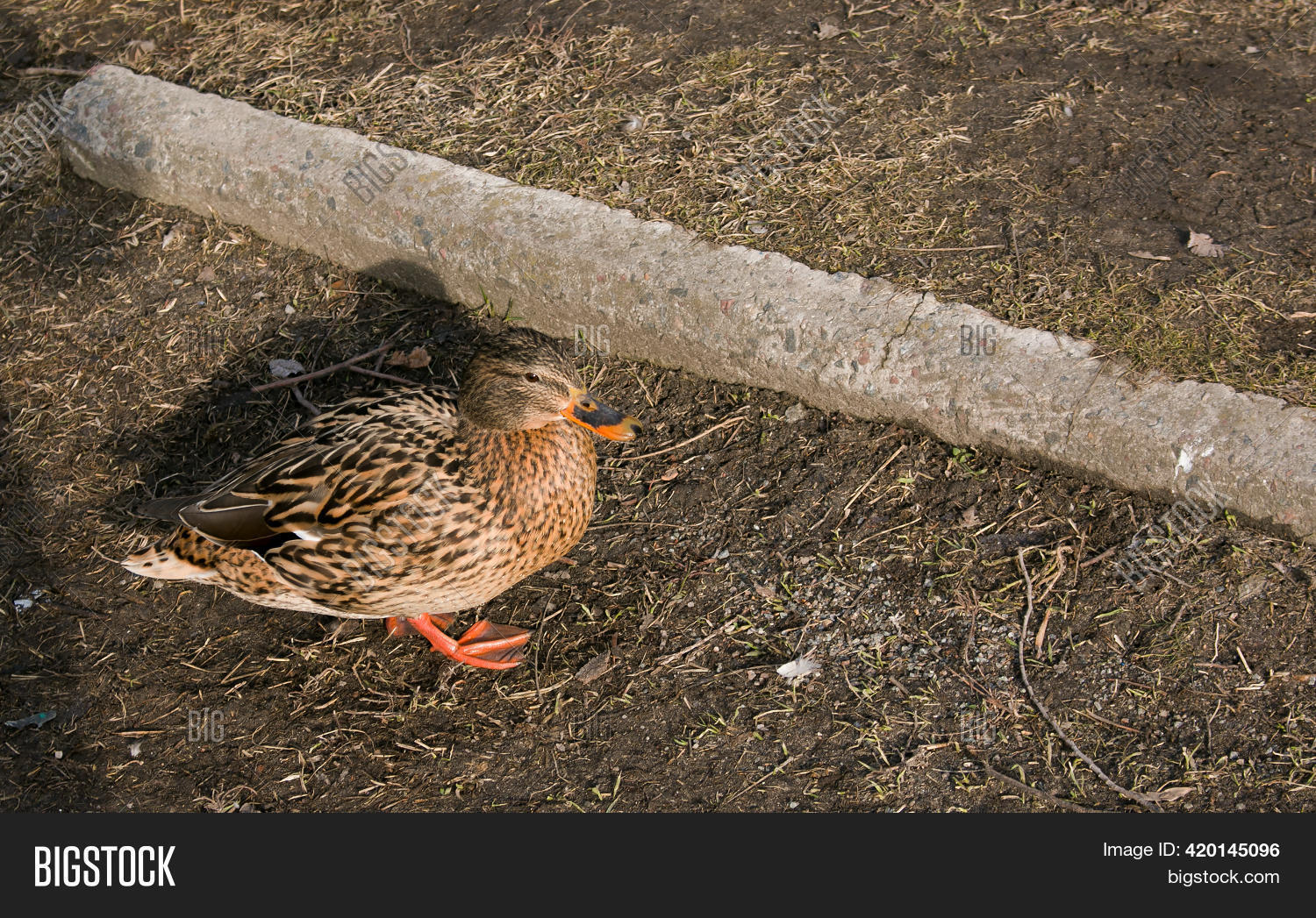 Ducks Walk On Ground. Image & Photo (Free Trial) Bigstock