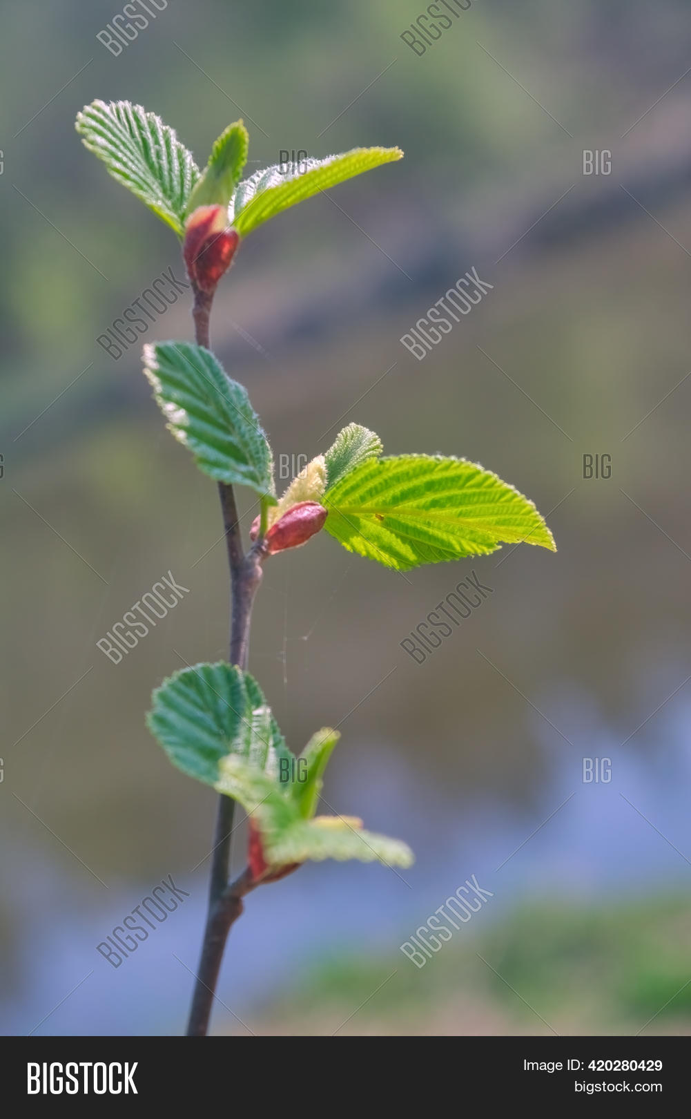 Dissolve First Leaves Image & Photo (Free Trial) Bigstock