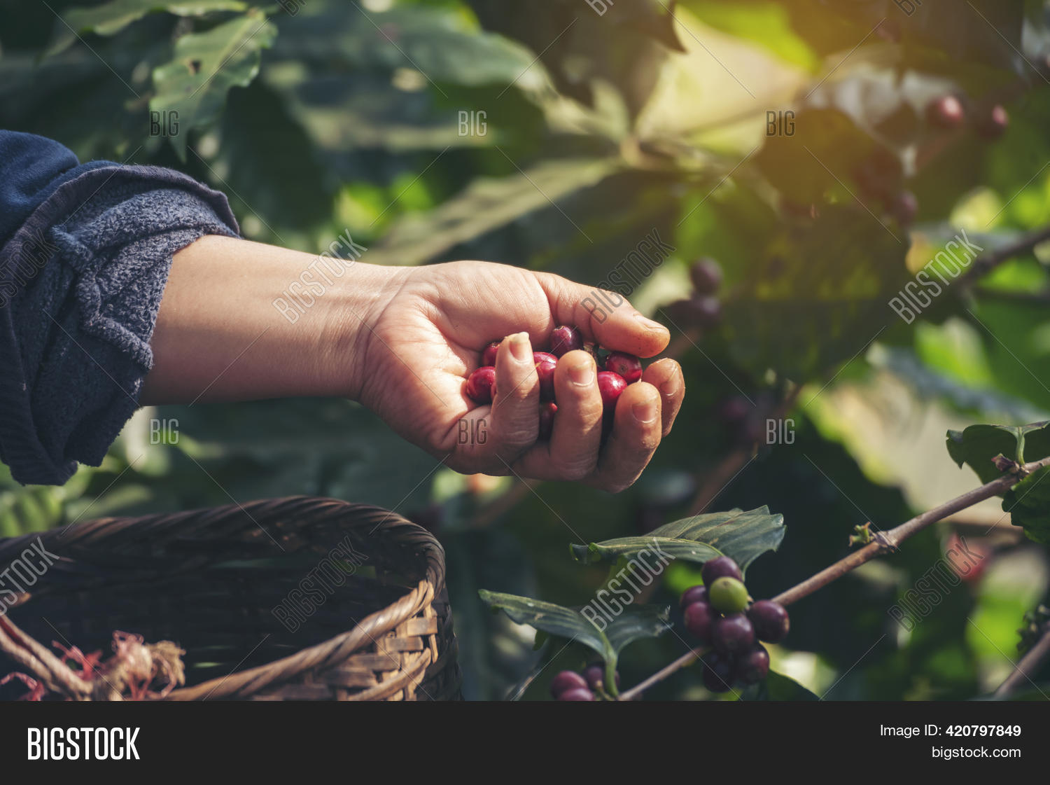 Man Hands Harvest Image & Photo (Free Trial) Bigstock
