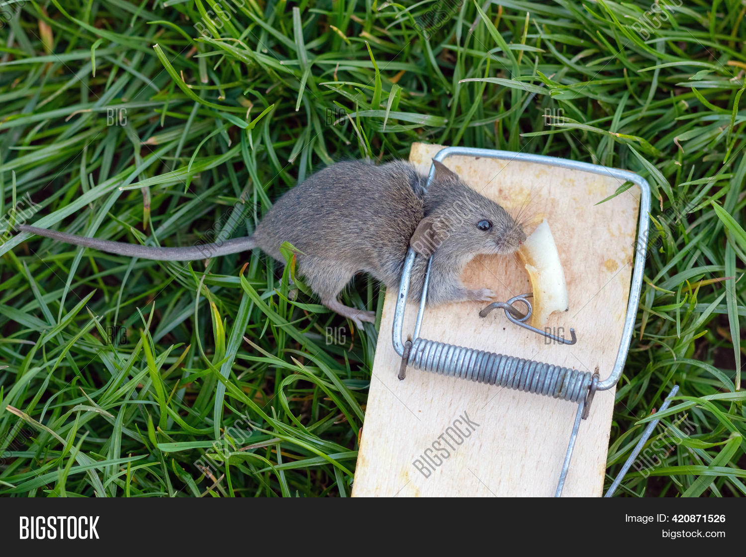 Dead Mouse Mousetrap. Image & Photo (Free Trial) Bigstock
