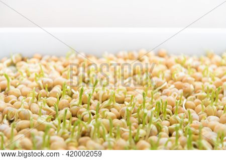 Germination Of Seeds In A Special Tray. Tray With Grid For Microgreening. Pea Seeds With Sprouts, Su