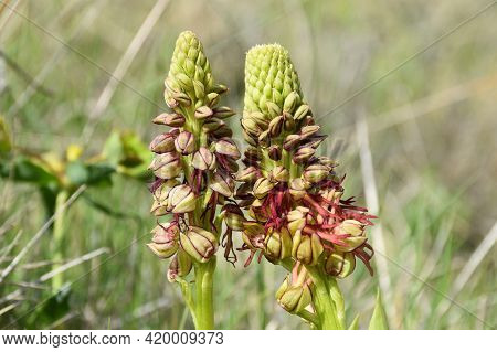 Hanged Man Flower Orchid (orchis Anthropophora). Flowers Shaped Like The Body Of A Person. Located I