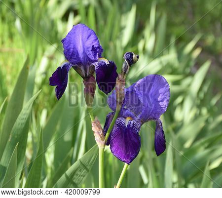 Flowers Of Common Lily Iris Germanica. Located On The Mountainside In Munilla, La Rioja, Spain.