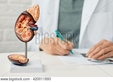 Kidney Health Concept. Close-up, Anatomical Model Of Human Kidney On Doctor Table At Urology