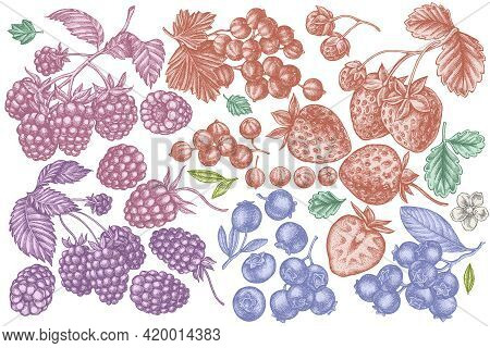 Vector Set Of Hand Drawn Pastel Strawberry, Blueberry, Red Currant, Raspberry, Blackberry Stock Illu