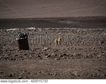 Andean Fox Culpeo Lycalopex Culpaeus Wildlife Animal Next To Garbage Trash Can In Bolivia Chile Atac