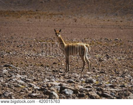 Closeup View Of A Curious Young Vicuna Vicugna Looking At Camera In Uyuni Atacama Desert Potosi Sur 