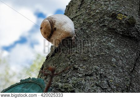 Tinder Fungus On The Tree. Diseases And Rot Of Trees. Environmental Protection Concept