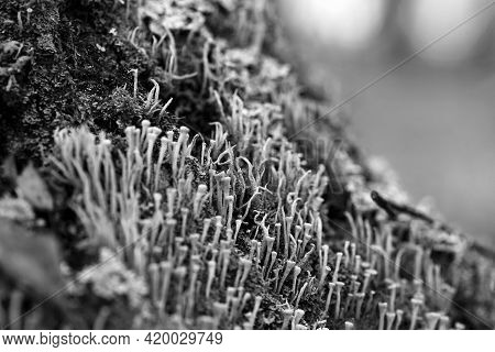 Lichen Cladonia Coniocraea And Moss On Tree Bark In Autumn Forest. Black And White Photo.