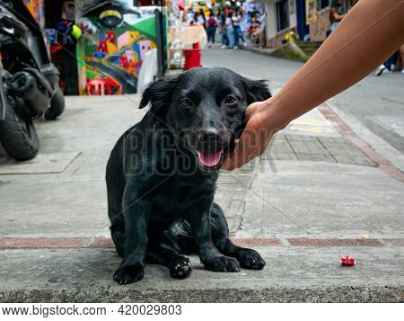 Mongrel Black Dog Panting With A Happy Face In The Comuna 13, Tourist Neighbourhood Of Medellin, Col