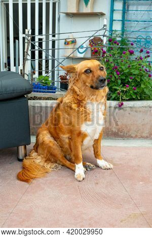 Mongrel Brown Dog Staring In The Comuna 13, Tourist Neighbourhood Of Medellin, Colombia