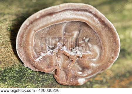 Tree Fungus Auricularia Auricula-judae, Jews Ear On Tree Bark Among Moss, Looking Like A Dirty Ear, 