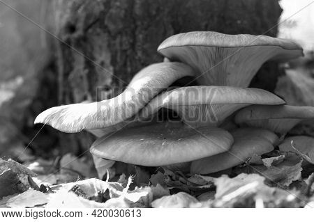 Large Beautiful Mushrooms Pleurotus Ostreatus In The Autumn Forest Near A Tree Among Fallen Leaves