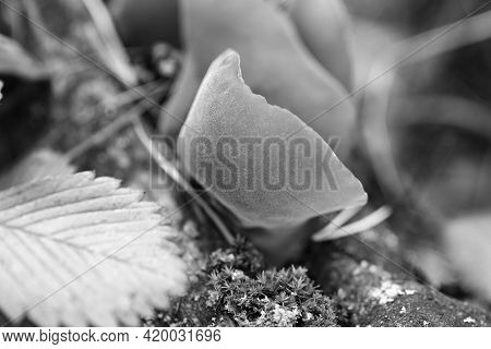 Auricularia Auricula-judae Grows On A Fallen Wood In A Forest Among Moss