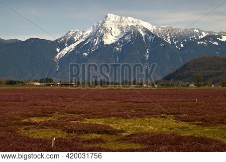 Cranberry Field And Mount Cheam Fraser Valley. A Cranberry Field In The Fraser Valley With Mount Che