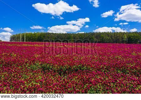 Blooming crimson clover field (Trifolium incarnatum) with forest in the back