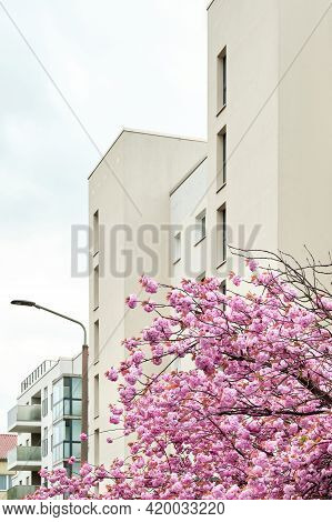 Cherry Blossoms In Front Of Modern House, Old Town Appartment Block Of Flats In Berlin, Germany. Mod