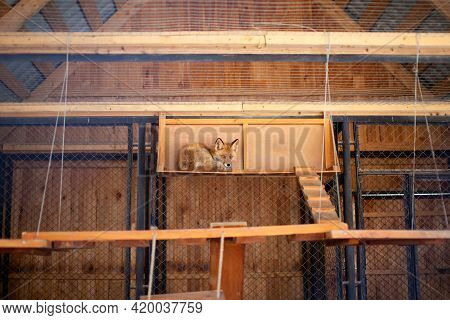 A Wild Red Fox Lies In A Cage In The Zoo. Lesa Has A Beautiful, Warm And Red Fur. High Quality Photo