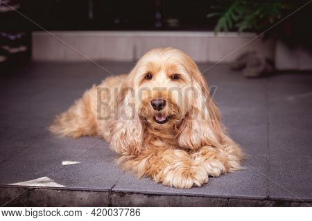 Puppy Cockapoo Dog (mixed Breed With Cute Cocker Spaniel + Poodle) Pet Health Care Animal Concept, O