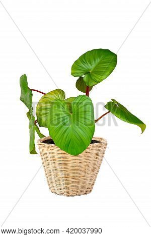 King Of Heart Or Homalomena Rubescens In Pot Isolated On White Background With Clipping Path. Beauti