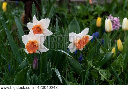 Close-up Of Narcissus Flowers With White Tepals And Orange Colored Coronas On A Rainy Day