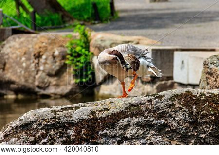 Bar-headed Goose (anser Indicus) Standing On A Stone