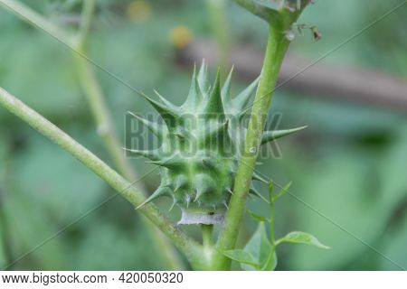 Fruits Of Datura Ferox That Grow Wild, Known As Toloache Or Chamico