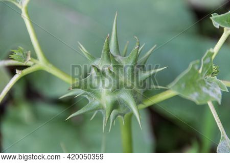 Fruits Of Datura Ferox That Grow Wild, Known As Toloache Or Chamico