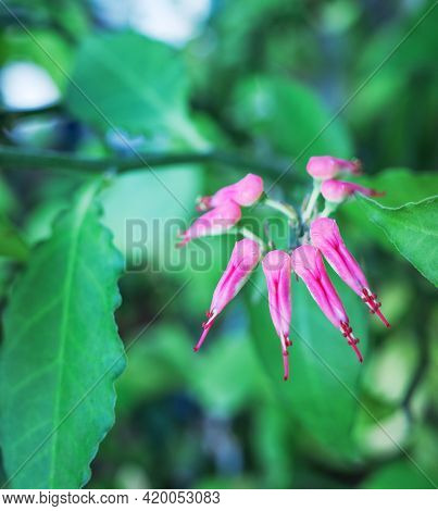 Slipper Plant Or Euphorbia Bracteata In Nature Background. Tall Slipper Plant Or Slipper Spurge.