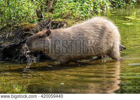 The Capybara, Hydrochoerus Hydrochaeris Is A Mammal Native To South America. It Is The Largest Livin