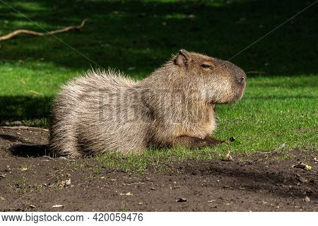 The Capybara, Hydrochoerus Hydrochaeris Is A Mammal Native To South America. It Is The Largest Livin