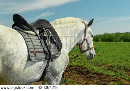 Gray Horse Is Standing Near A Hitching Post In Outdoors.