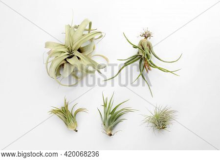 Beautiful Tillandsias On White Background, Flat Lay. Exotic Houseplants